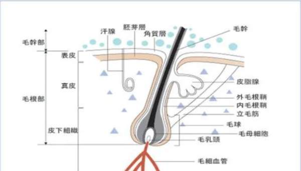 头皮屑形成的过程 头皮屑形成的过程图片