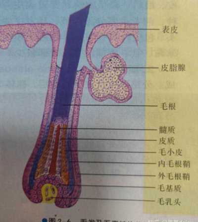 简单有效的脱毛小偏方 简单有效的脱毛小偏方有哪些